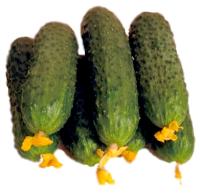 Семена огурца Жозефино F1 : 5 шт. Seminis