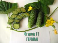 Семена огурца Герман F1 : 5 шт. Seminis
