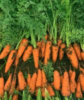 Семена моркови Ле Санте F1 : 200 шт. Seminis
