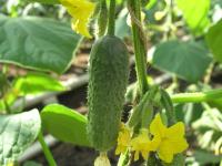 Семена огурца Герой F1 : 5 шт. Seminis