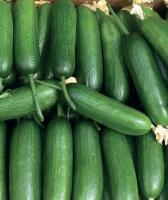 Семена огурца Бэби Мини F1 : 5 шт. Seminis