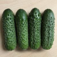 Семена огурца Монисия F1 : 5 шт. Seminis
