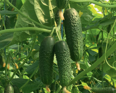 Семена огурца Мадейра F1 : 5 шт. Seminis