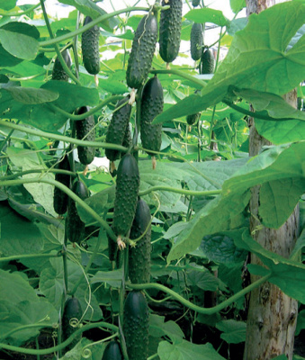 Семена огурца Маша F1 : 5 шт. Seminis