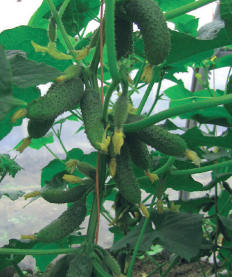 Семена огурца Маринда F1 : 5 шт. Seminis