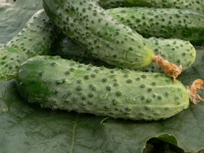 Семена огурца Герман F1 : 5 шт. Seminis