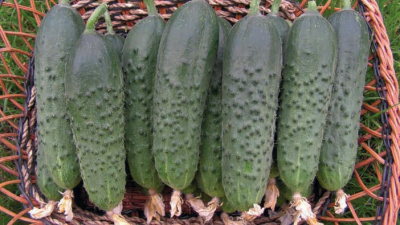 Семена огурца Меренга F1 : 5 шт. Seminis