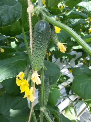 Семена огурца Герман F1 : 5 шт. Seminis