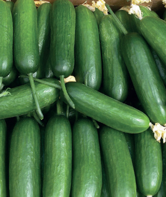 Семена огурца Бэби Мини F1 : 5 шт. Seminis