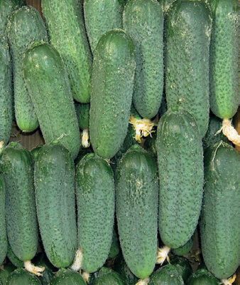 Семена огурца Клодин F1 : 5 шт. Seminis