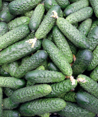 Семена огурца Мадейра F1 : 5 шт. Seminis